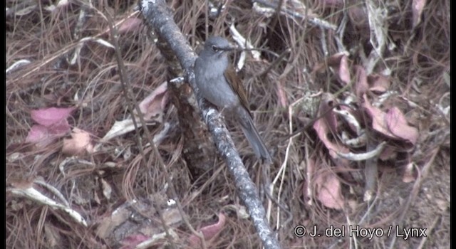 Brown-backed Solitaire - ML201390761