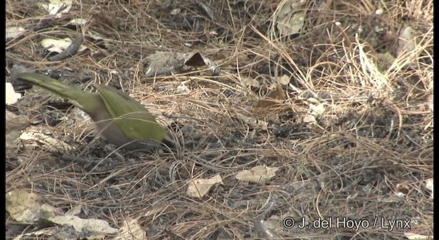 Collared Towhee - ML201390791