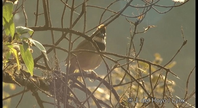 Collared Towhee - ML201390801