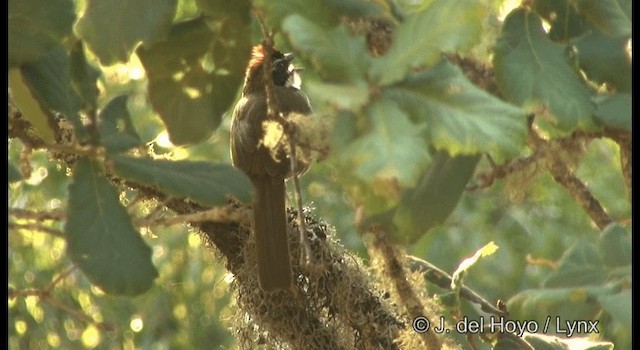 Collared Towhee - ML201390811