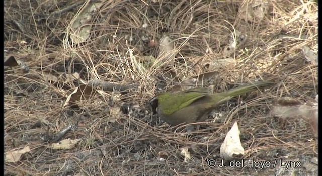 クロオビトウヒチョウ - ML201390821