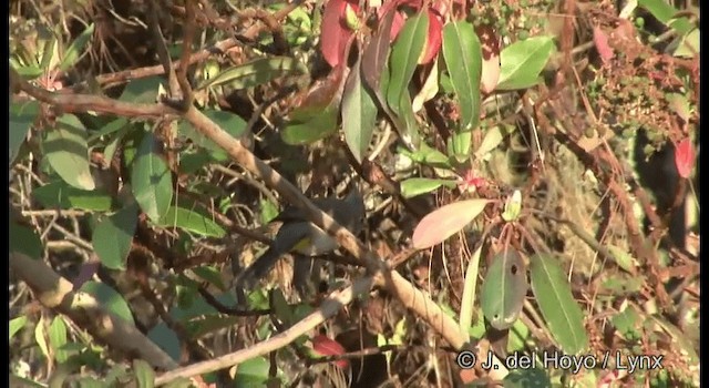 Gray Silky-flycatcher - ML201390841