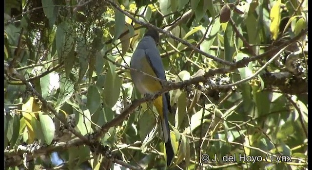 Gray Silky-flycatcher - ML201390851