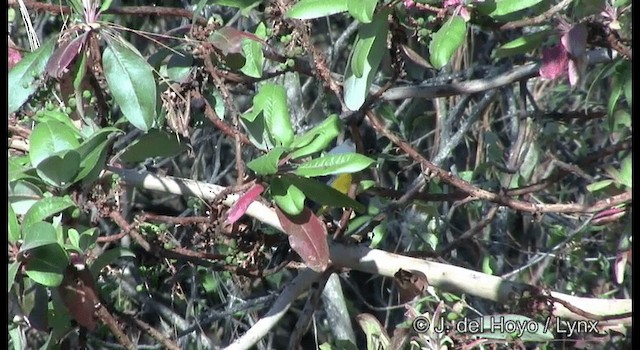 Gray Silky-flycatcher - ML201390861