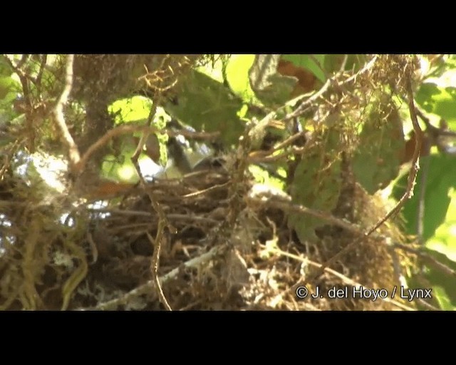 Göçmen Ardıç [migratorius grubu] - ML201390901