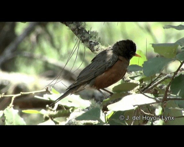 American Robin (migratorius Group) - ML201390911