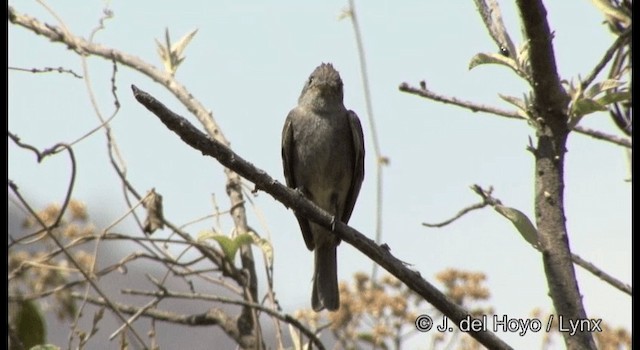 Greater Pewee (Mexican) - ML201390931