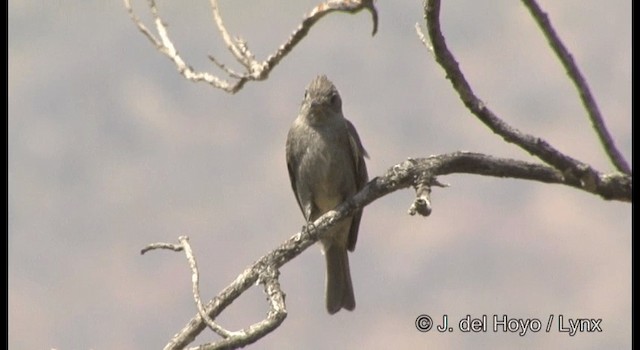 Moucherolle de Coues (pertinax) - ML201390961