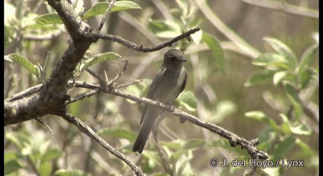 Western Wood-Pewee - ML201390971