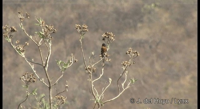 Black-headed Grosbeak - ML201390981