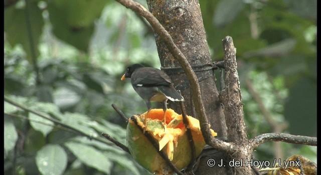 Jungle Myna - ML201391041