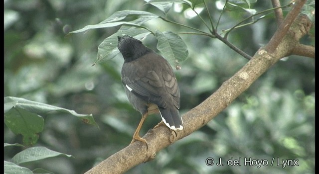 Jungle Myna - ML201391051