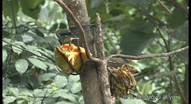 Jungle Myna - ML201391061