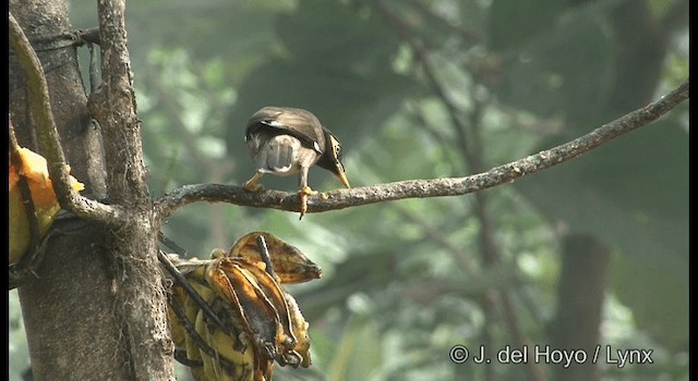 Common Myna - ML201391081