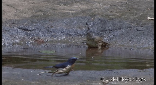 Brown-cheeked Fulvetta - ML201391141