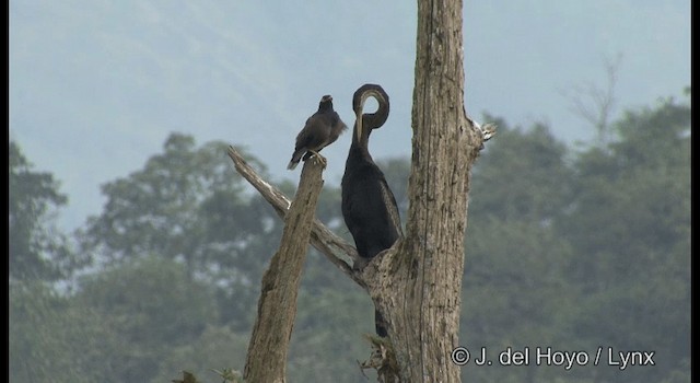 Anhinga Asiática - ML201391151