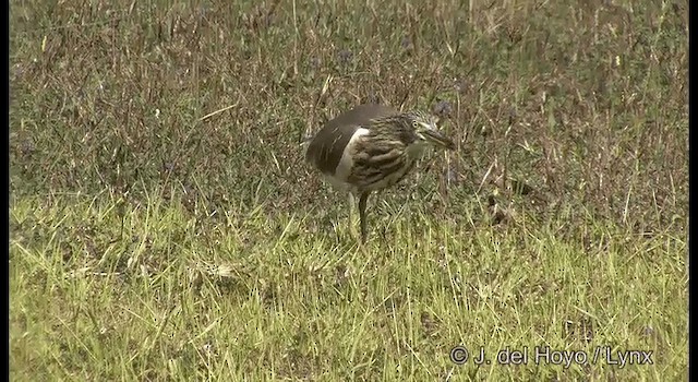 Indian Pond-Heron - ML201391201