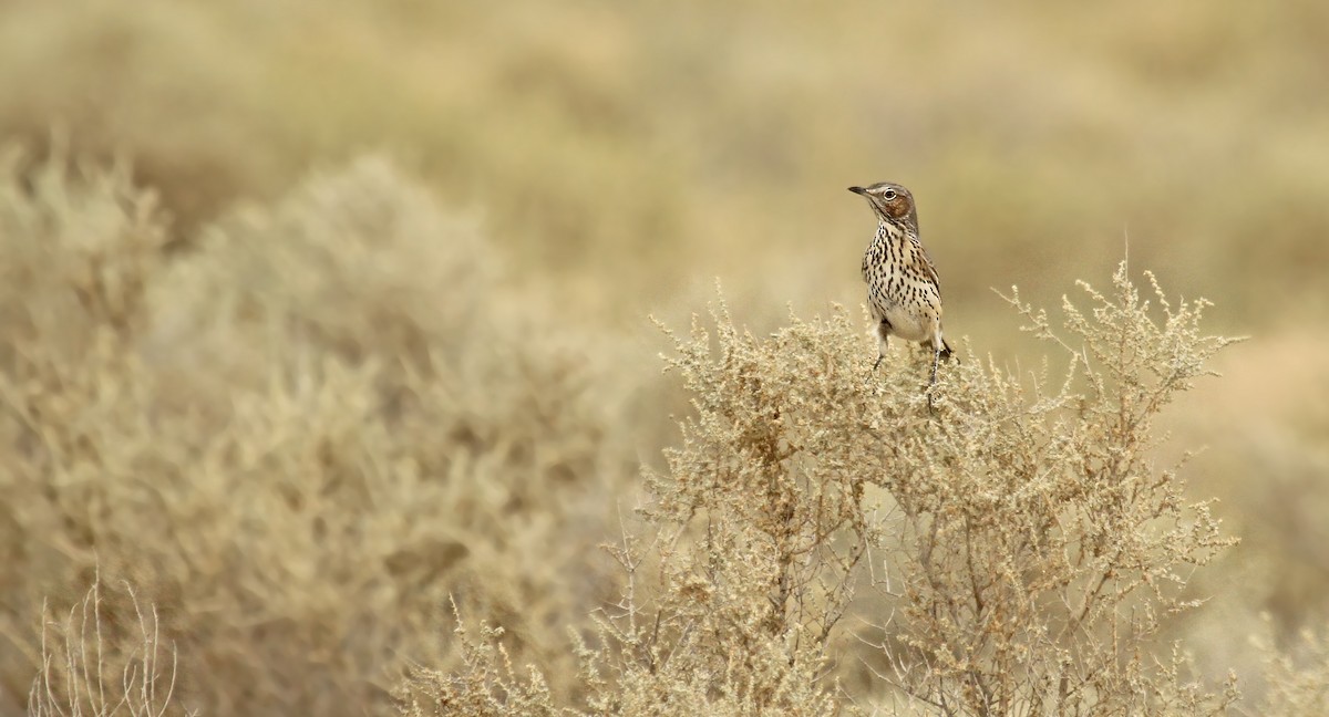 Sage Thrasher - Ryan Schain