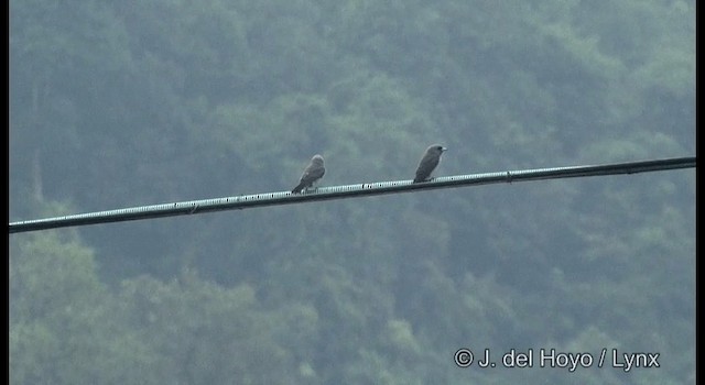 Ashy Woodswallow - ML201391221