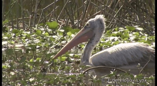 Пелікан сірий - ML201391281