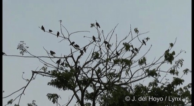 Jungle Myna - ML201391311