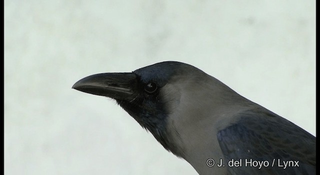 House Crow - ML201391391