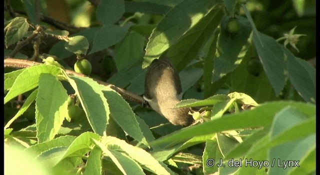 Pale-billed Flowerpecker - ML201391411