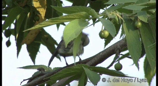 Pale-billed Flowerpecker - ML201391421