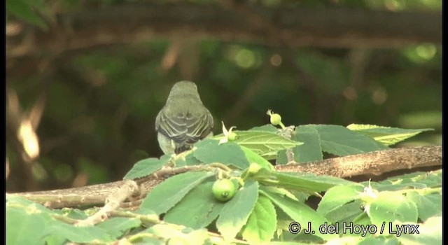 Pale-billed Flowerpecker - ML201391431