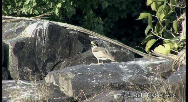 Great Thick-knee - ML201391471