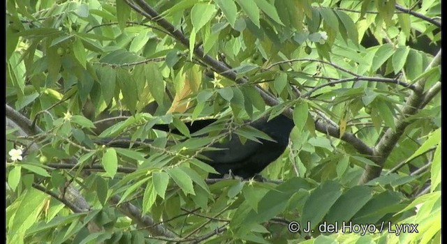 Asian Koel - ML201391511