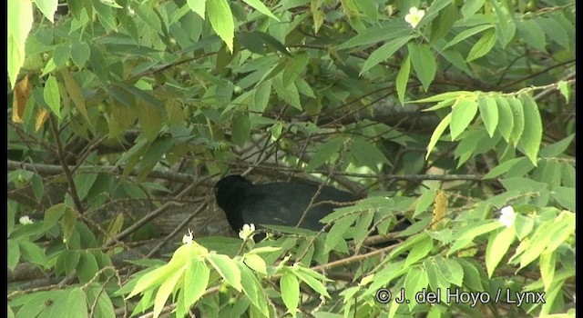 Asian Koel - ML201391521