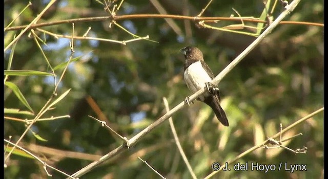 White-rumped Munia - ML201391531