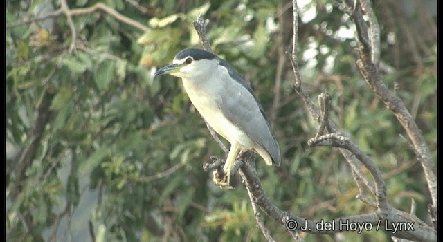 kvakoš noční (ssp. nycticorax) - ML201391551