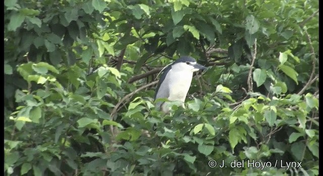 Black-crowned Night Heron (Eurasian) - ML201391561