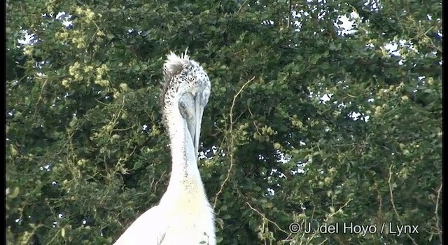 Spot-billed Pelican - ML201391581