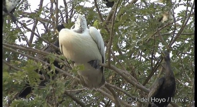 Spot-billed Pelican - ML201391591