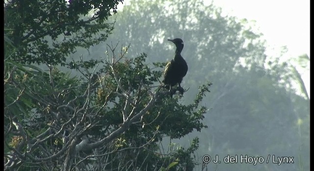 Little Cormorant - ML201391611