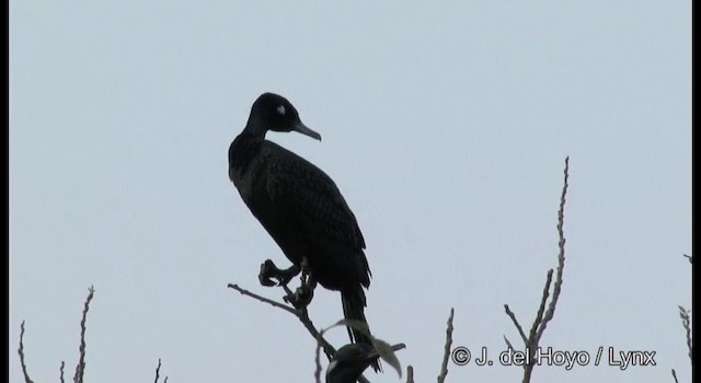 Little Cormorant - ML201391641