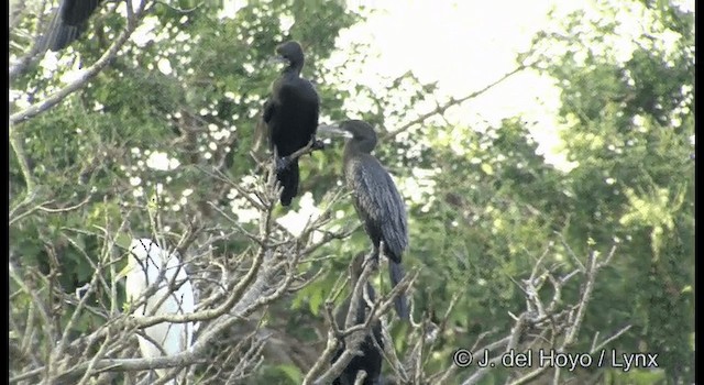 Little Cormorant - ML201391651