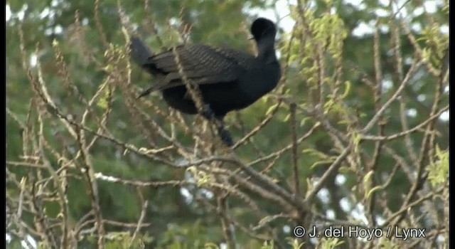 Cormorán de Java - ML201391671