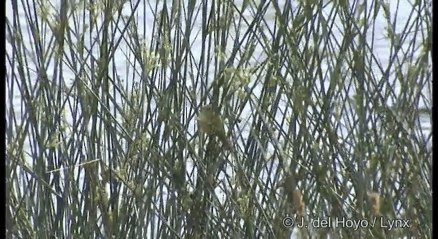 Australian Reed Warbler - ML201391771