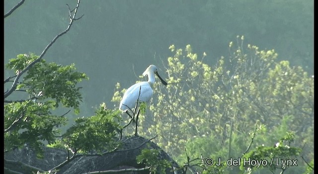 Eurasian Spoonbill - ML201391831