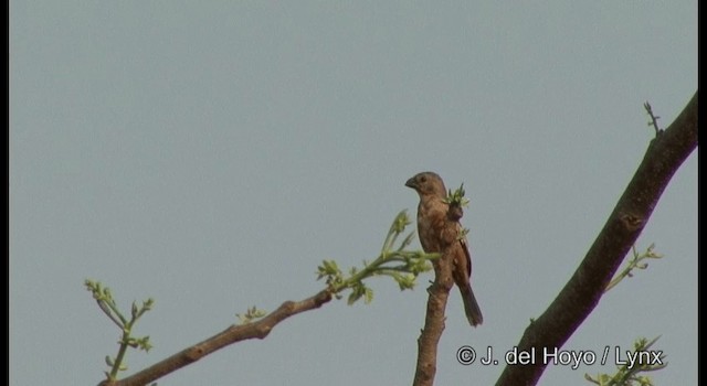 Ruddy-breasted Seedeater - ML201391851