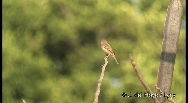 Semillero Pechirrufo - ML201391871