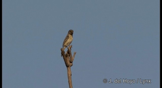 Semillero Cuelliblanco - ML201391891