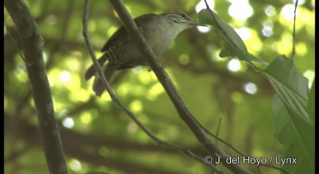 Troglodyte rufalbin - ML201391901