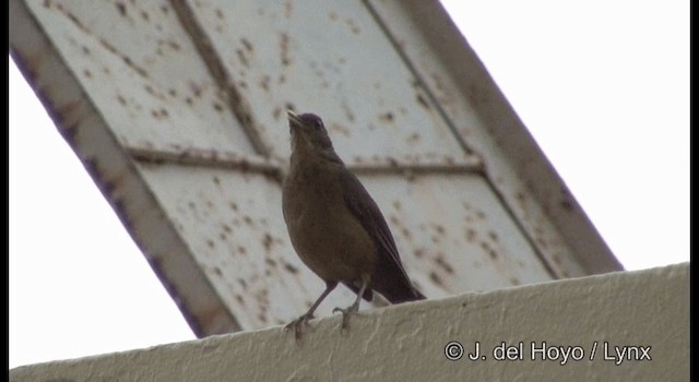 Clay-colored Thrush - ML201391911