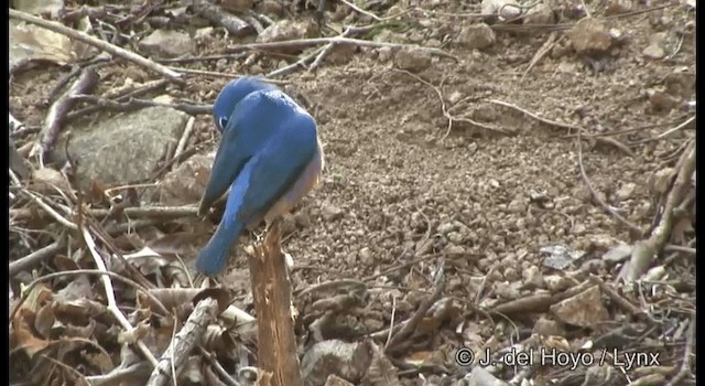 Rose-bellied Bunting - ML201391921