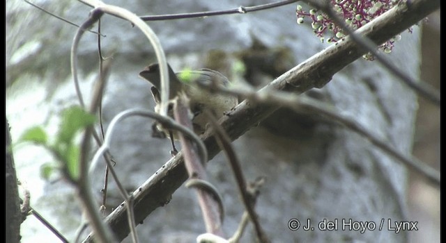 Rose-bellied Bunting - ML201391931